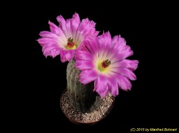 Echinocereus pectinatus 1242